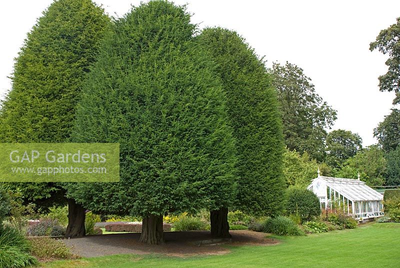 Square of early seventeenth century clipped Taxus baccata - Yew - trees with Victorian greenhouse at Malleny Garden, Midlothisn, owned by The National Trust for Scotland