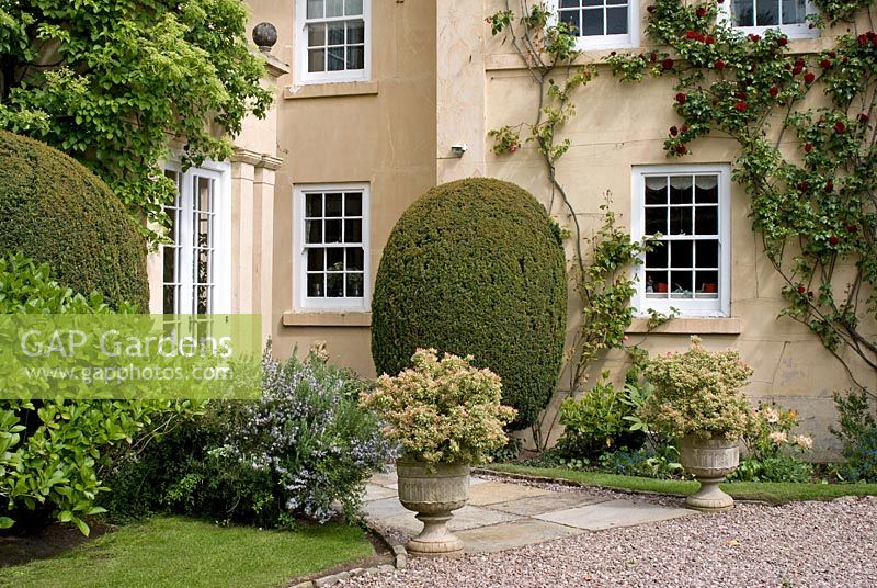 Gravel drive and stone slab path leading to front of Regency house with climbing Rosa 'Dublin Bay', Hydrangea petiolaris - Climbing Hydranga, clipped Taxus - Yew, Rosmarinus officinalis - Rosemary  and Pieris in classical stone urns at 'The Mount' Cheshire