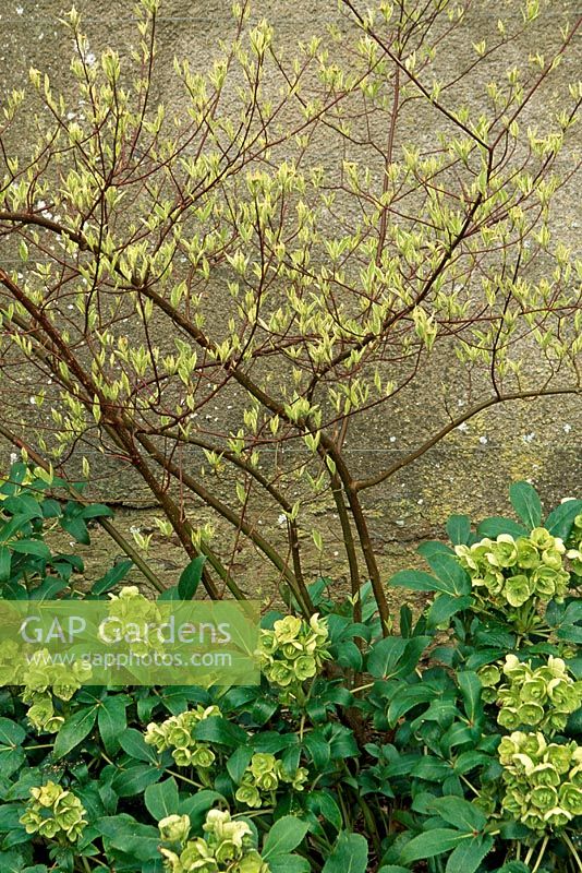 Cornus elegantissima against walled garden wall with Helleborus argutifolius. Bickham House, Devon, April