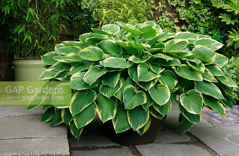 Marijke's garden. Hosta fortunei 'Aureomarginata' growing in a large pot on a patio and free from slug and snail damage