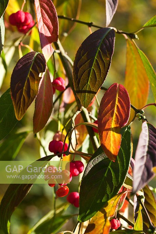 Euonymus europaeus 'Atrorubens' berries and foliage in autumn