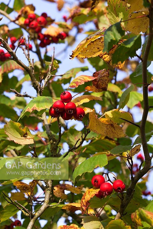 Crataegus coccinea berries in autumn