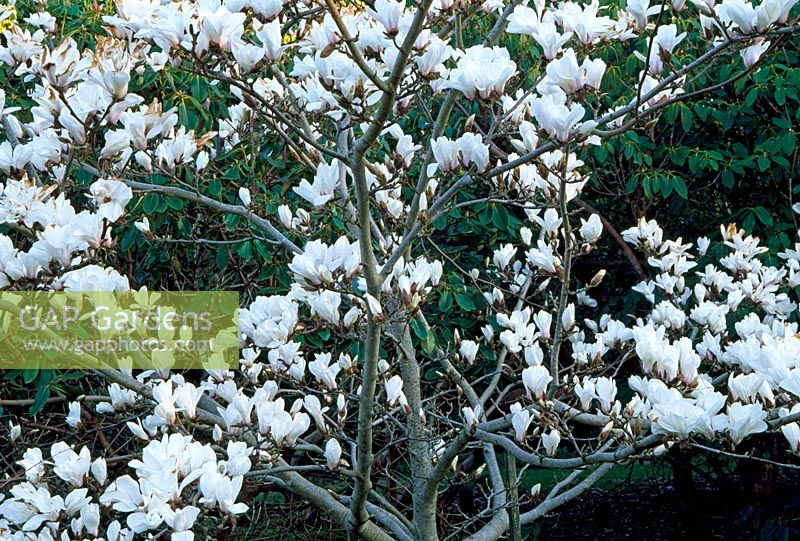 Magnolia x soulangeana 'Pickards Sundew'