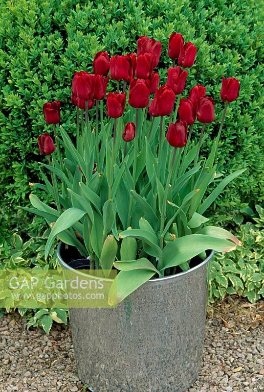 Tulipa praestans 'Fusilier' - Tulipa in a silver metal container, Veddw House Garden