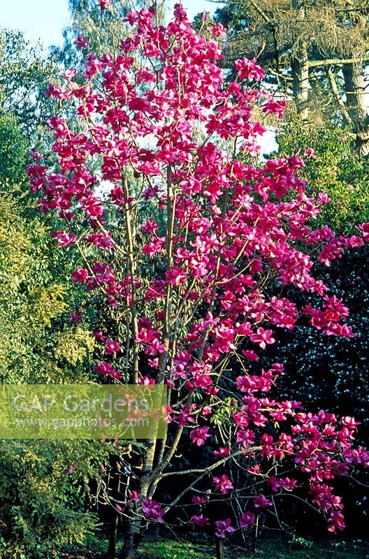 Magnolia mollicomata 'Lanarth'