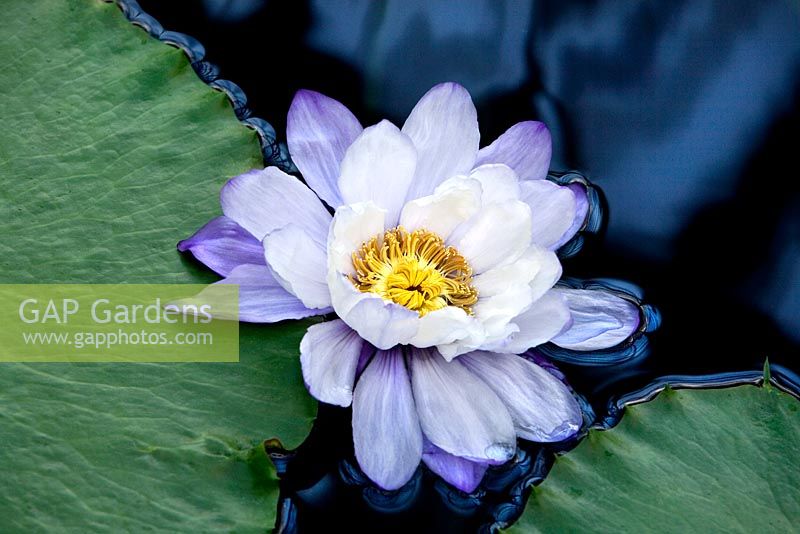 Nymphaea Waterlily