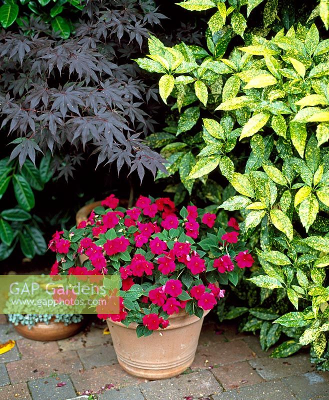 Aucuba japonica with Acer and terracotta pot container impatiens