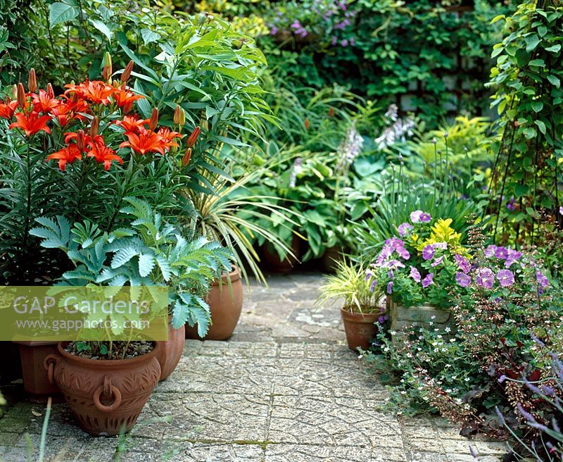 Potted orange Lilies and Meliathus and Petunias on beside of path