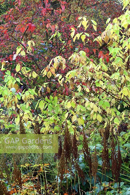 Mixed border in October with dried seedheads of Astilbe in the foreground and Euonymus in the background