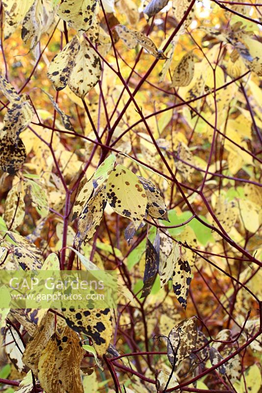 Cornus alba 'Aurea' - Red-barked Dogwood in October 
