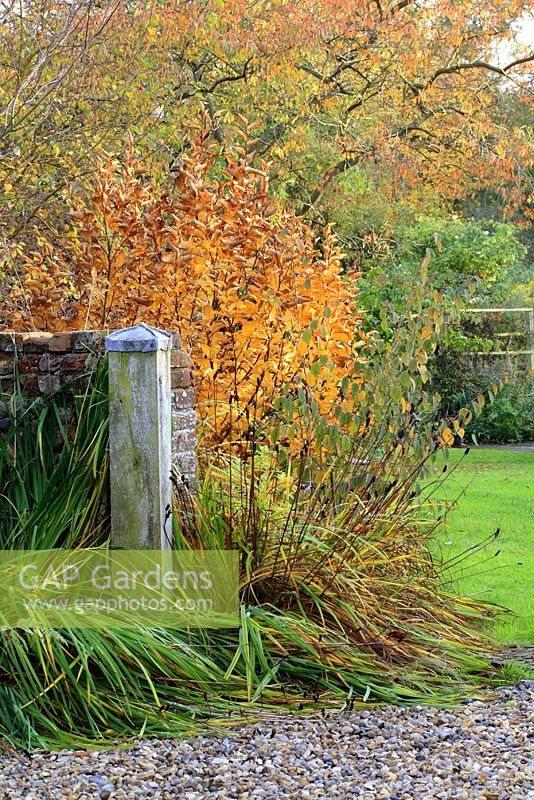 Amelanchier and Betula in a mixed border in October