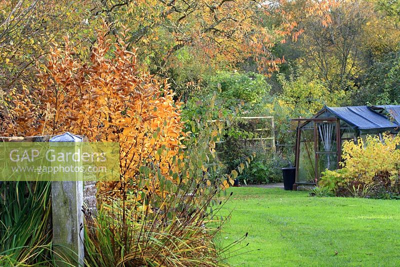 Amelanchier and Betula in a mixed border, with view to greenhouse in October