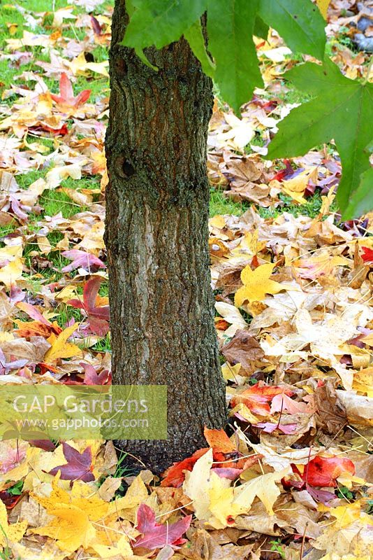 Liquidambar styraciflua - American Sweetgum or Redgum trunk and fallen autumn foliage in October