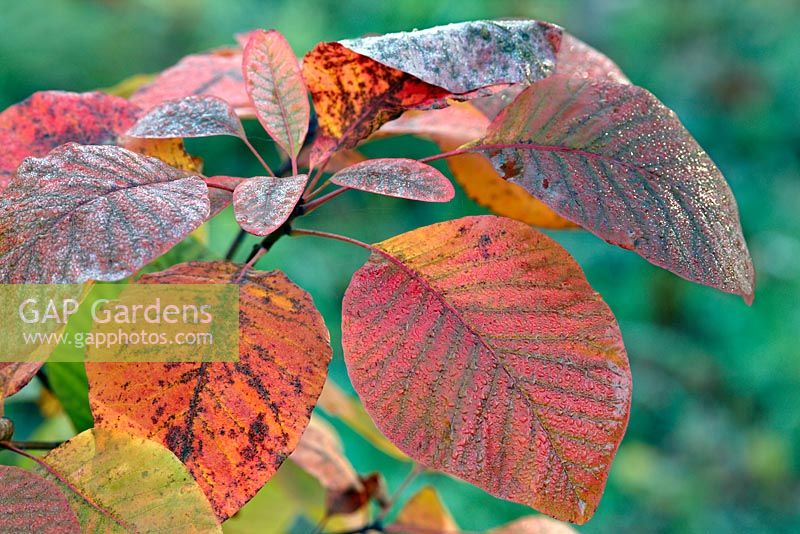 Cotinus Dummer Hybrid No. 5 - autumn foliage