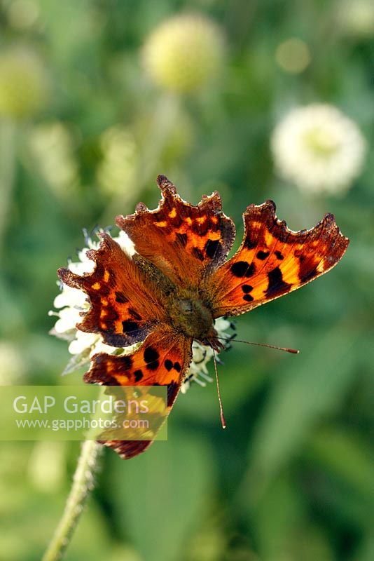 Comma butterfly - Polygonia c-album - on Dipsacus inermis
