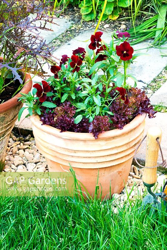 Red and green-themed food and flower pot.  Viola 'Penny Red Blotch' with Lettuce - Lactuca sativa 'Lollo Rosso'