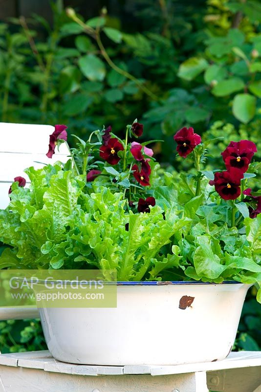 Food and flower pot. Enamel basin with Viola 'Penny Red Blotch' and Oak leaf lettuce 'Cocarde'