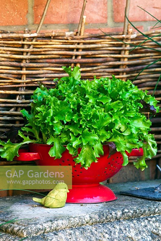 Red enamel colander used as a container, planted with Oak leaf lettuce 'Cocarde'. Small clay bird used as decoration