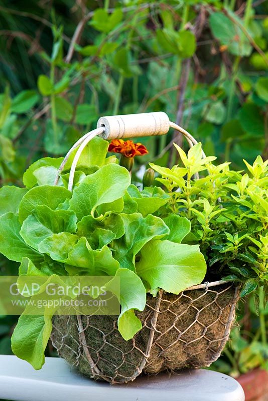 Edible flowers and leaves basket.  French Marigold-Tagetes,Origanum vulgare 'Gold Tip' - Margoram, Oak-leaved lettuce - 'Cocarde'