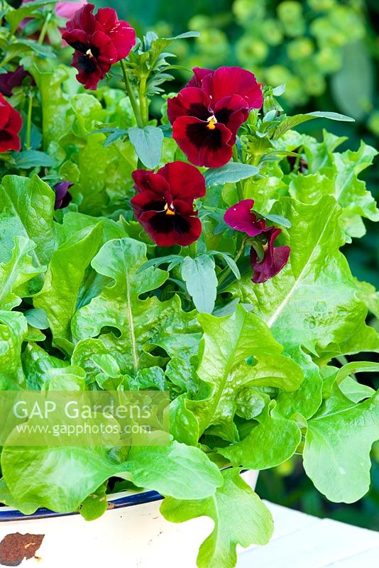 Viola 'Penny Red Blotch' growing with Oak-leaved Lettuce - Cocarde
