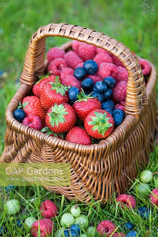 Strawberries, Blueberries and Raspberries in wicker basket