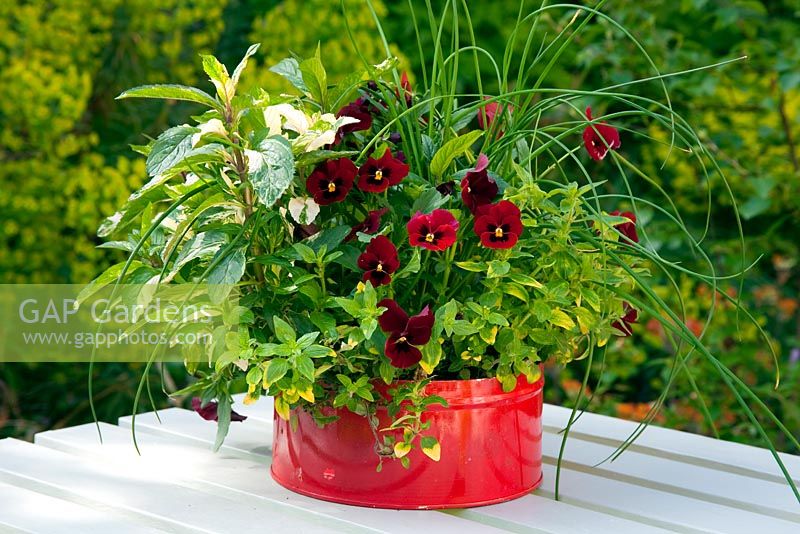 Mentha suaveolens variegata - Pineapple Mint, Origanum vulgare 'Gold Tip'  - Marjoram, Viola 'Penny Red Blotch' in a red-painted, recycled tin. 