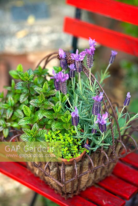 Decorative herb basket on a red painted chair. Mentha suaveolens, Origanum vulgare 'Gold Tip' - Marjoram, Tymus vulgaris and Lavender 'Willow Vale'.