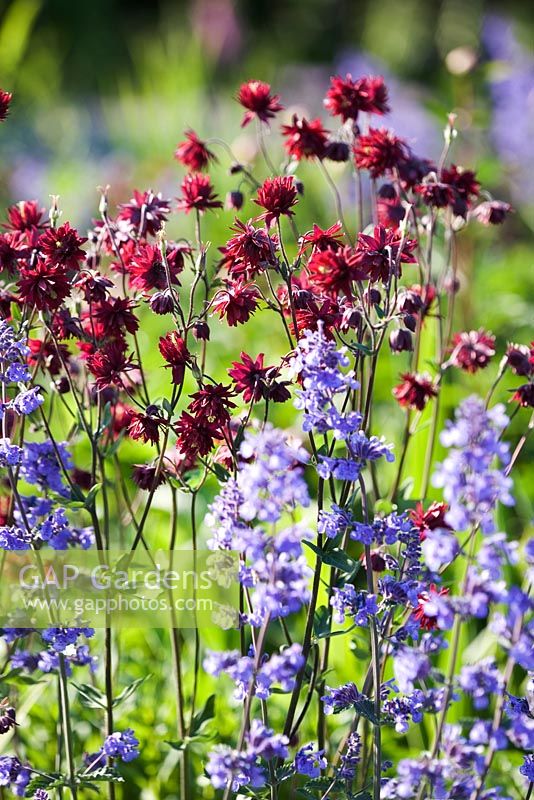 Aquilegia 'Ruby Port' and catmint