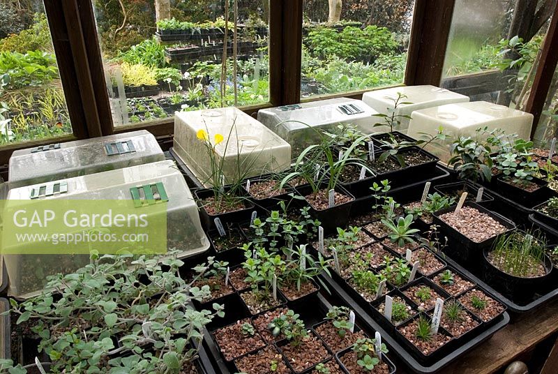 Cuttings and seedlings in propagators and labelled plastic pots in wooden greenhouse, and looking outside to hardy plants in pots in nursery area in Spring at 'Briarfield', Cheshire 
