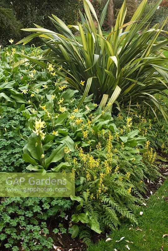 Border with Phormium, Corydalis cheilanthifolia, Geranium and Erythronium 'Pagoda' at 'Briarfield', Cheshire