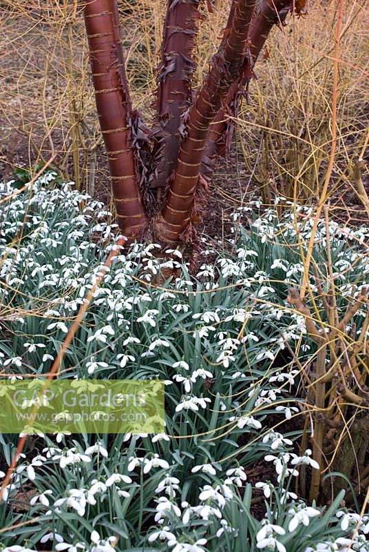 Acer griseum underplanted with Galanthus 'Sam Arnott' and Cornus sanguinea 'Winter Beauty' in late February