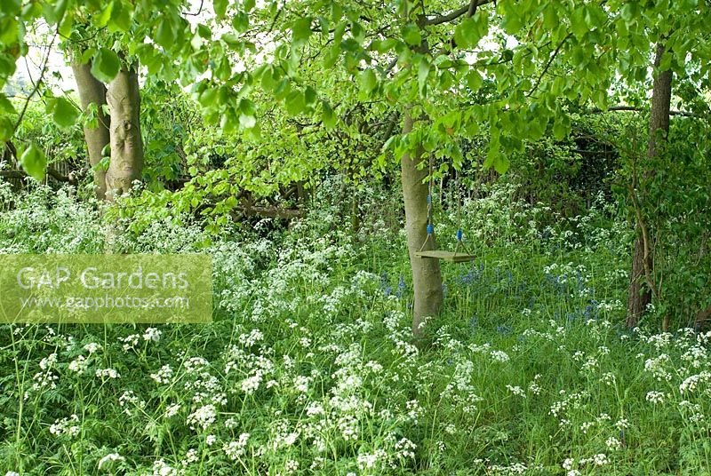 Child's swing surrounded by Anthriscus sylvestris and Hyacinthoides non-scripta and new leaves of Carpinus betulus in May 
