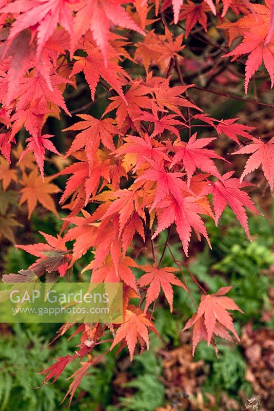 Acer Palmatum 'Bloodgood' in autumn Wilkins Pleck (NGS) Whitmore near Newcastle-under-Lyme in North Staffordshire