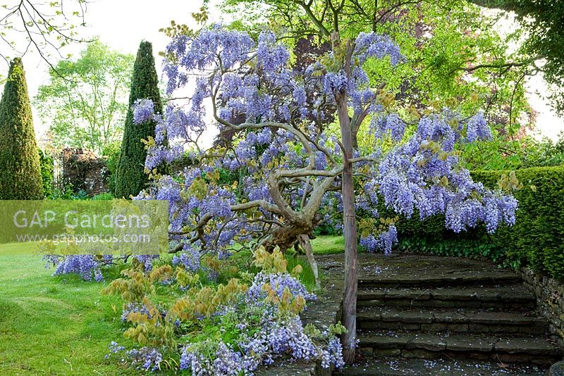 Peter Owen's garden, Watcombe, in Somerset, UK, Wisteria tree in full bloom