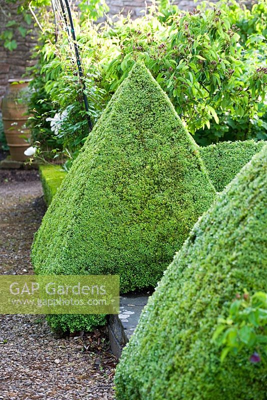 Peter Owen's garden, Watcombe, in Somerset, UK, low hedging and topiary in parterre garden