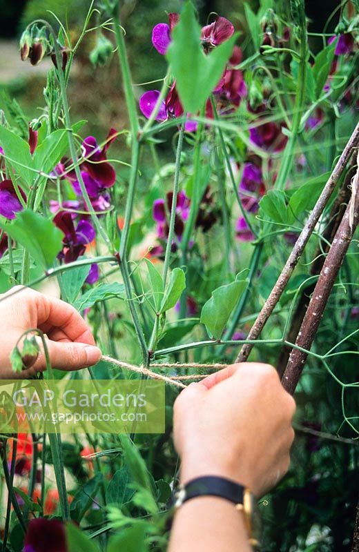 Sweet pea wigwam sequence - Tying in growing shoots using soft twine