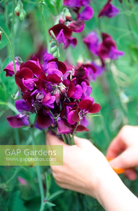 Sweet pea wigwam sequence - Picking flowers
