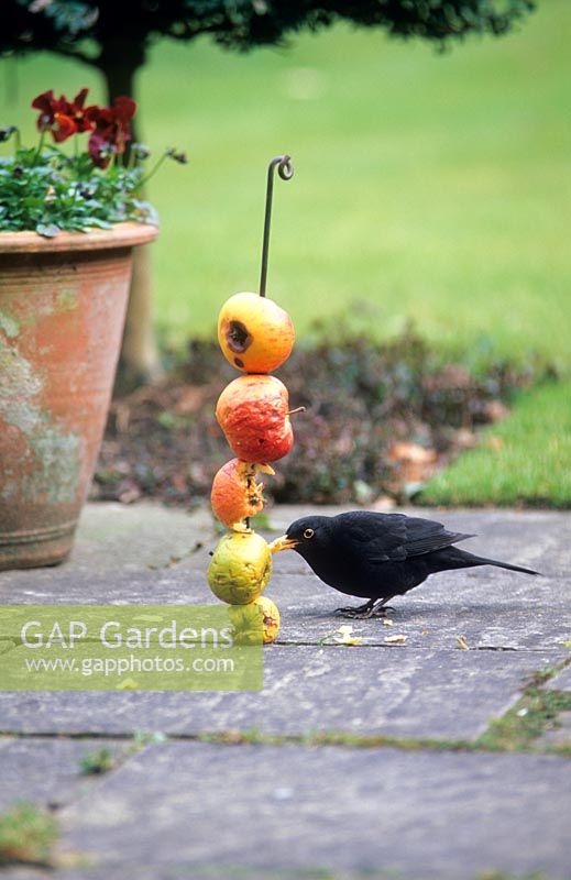Blackbird feeding on unwanted apples threaded on a metal rod