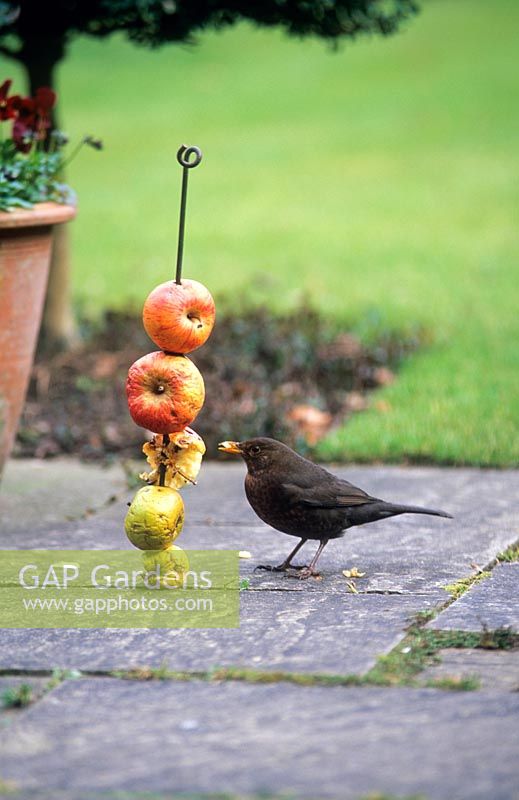 Blackbird feeding on unwanted apples threaded on a metal rod

