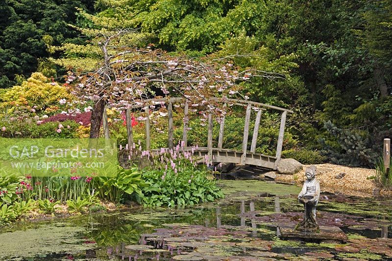 Wooden bridge over pond - The Japanese Garden, Cookscroft garden, Sussex