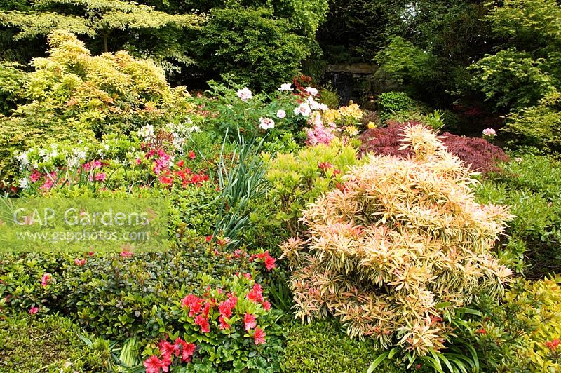 Pieris, Peony, Rhododendron and Azaleas in the borders in the Japanese Garden, Cookscroft Garden, Sussex