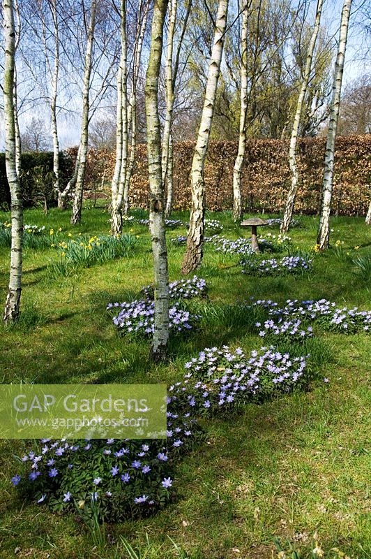 Anemone flowers in spring growing in a woodland garden - Merriments gardens, East Sussex