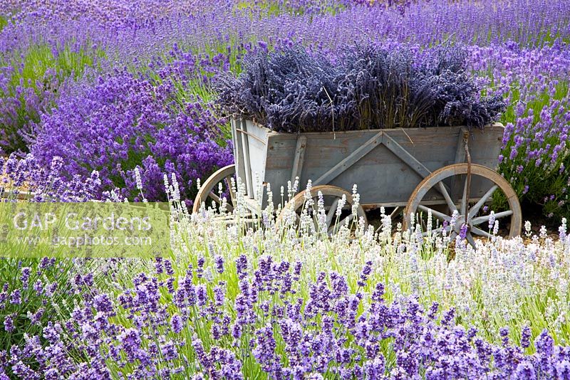 Wooden cart with bunches of dried lavender -Downderry Nursery