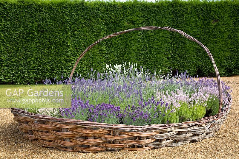 Bed made into a large Lavender basket - Downderry Lavender Nursery