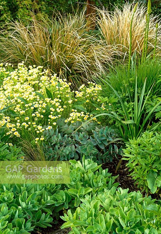 Sedum, other perennials and low grasses in the border