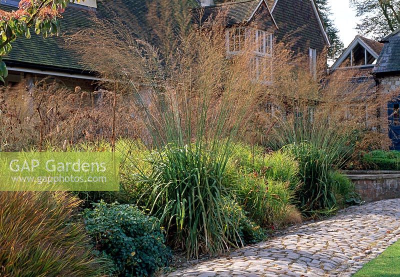 Grasses, Molinia caerulea 'Transparent' in the border with cobbled path