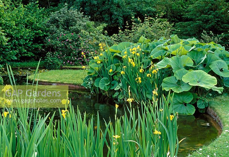 Curved clear edge define this pond with Petisites and Yellow Flag Irises