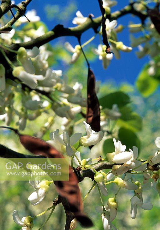 Cercis siliquastrum 'Alba', White judus tree