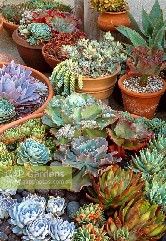 Colourful succulents in pots