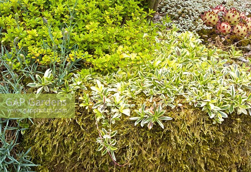 Lichen encrusted stone trough at Lilac Cottage ,NGS, in Summer